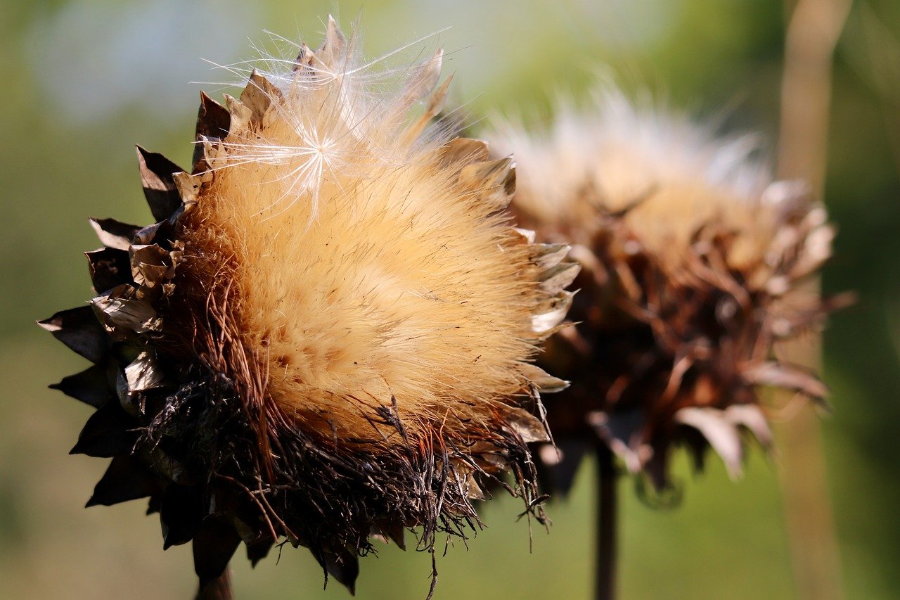 How to Practice Seed Saving in an Eco-Friendly Way?